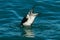 Bottoms Up, a petrel is duck diving in the ocean