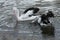 Bottoms up! Two Australian Pelican making fishing in Camden River