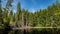 Boubin lake, primeval forest, Bohemian Forest National Park.