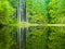 Boubin lake. Reflection of lush green trees of Boubin Primeval Forest, Sumava Mountains, Czech Republic