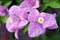 Bougainvilea hybrida flowers closeup view