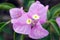 Bougainvilea hybrida flowers in Thailand