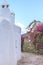 Bougainvillaea Driveway . Isolated