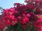 Bougainvillaea red mediterranean red flowers bush
