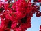 Bougainvillaea red mediterranean red flowers bush