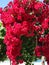 Bougainvillaea red mediterranean red flowers bush