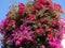 Bougainvillaea red mediterranean red flowers bush