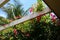 Bougainvillas Against Roof Beam