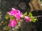 The bougainville flower