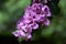 Bougainville flower and green background