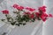 Bougainville. Flowering. A beautiful graceful branch with red flowers on a white wall.