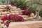 Bougainville flowers in israel with trees as background