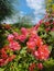 Bougainville Glabra Flowers