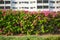 Bougainville trees shaped as a wall, Muscat, Oman