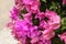 bougainvillea