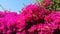 Bougainvillea