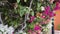 Bougainvillea antenna in groups with colorful bracts papillose, of different varieties of single or double flower.