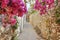 The bougainvillea and antique road in the Turkey