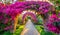 Bougainvillea Archway: A Colorful and Inviting Floral Canopy. Flowers Background