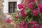 Bougainvillea around the window of a villa