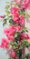 Bougainvillea Artwork With Luminous Colors And Intricate Details