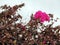 Bougainvillea on the Atlantic island Madeira