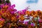 Bougainvillea at autumn. Botany concept in fall season.