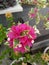 Bougainvillea baby victoria flower