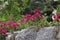 Bougainvillea beautiful flower in garden, stones