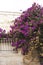 Bougainvillea - Beautiful pink flowers and light wall