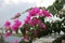 Bougainvillea beautiful tropical flowering plant