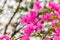 Bougainvillea bloom bougainvillea, flower, pink.