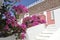 Bougainvillea bloom flowers in a Villas garden from Oia