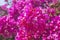 Bougainvillea blooming pink flowers. Cyprus nature