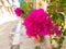 Bougainvillea blooming plant