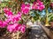 Bougainvillea blooming plant