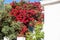 Bougainvillea blooming on a white house wall, Greek Cyclades island, Folegandros, Greece