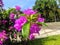 Bougainvillea blooms pink and white Beautiful purple Bougainvillea flower