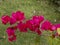 Bougainvillea blooms in the summer time