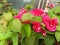 bougainvillea blooms in the yard