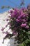 Bougainvillea blossom at Corfu Island Greece. Visiting village