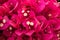 Bougainvillea blossoms clustered together, bright red petals with white centers