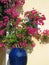 Bougainvillea in blue ceramics pot