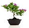 Bougainvillea bonsai