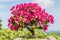 Bougainvillea bonsai