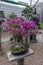 Bougainvillea bonsai in bloom in a garden. Fuchsia flower.