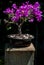 Bougainvillea bonsai tree midday