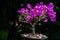 Bougainvillea bonsai tree midday