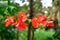 Bougainvillea branch with red flowers - leaflets