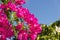 Bougainvillea branches with purple flowers against a blue sky. Close up of blooming magenta bougainvillaea.